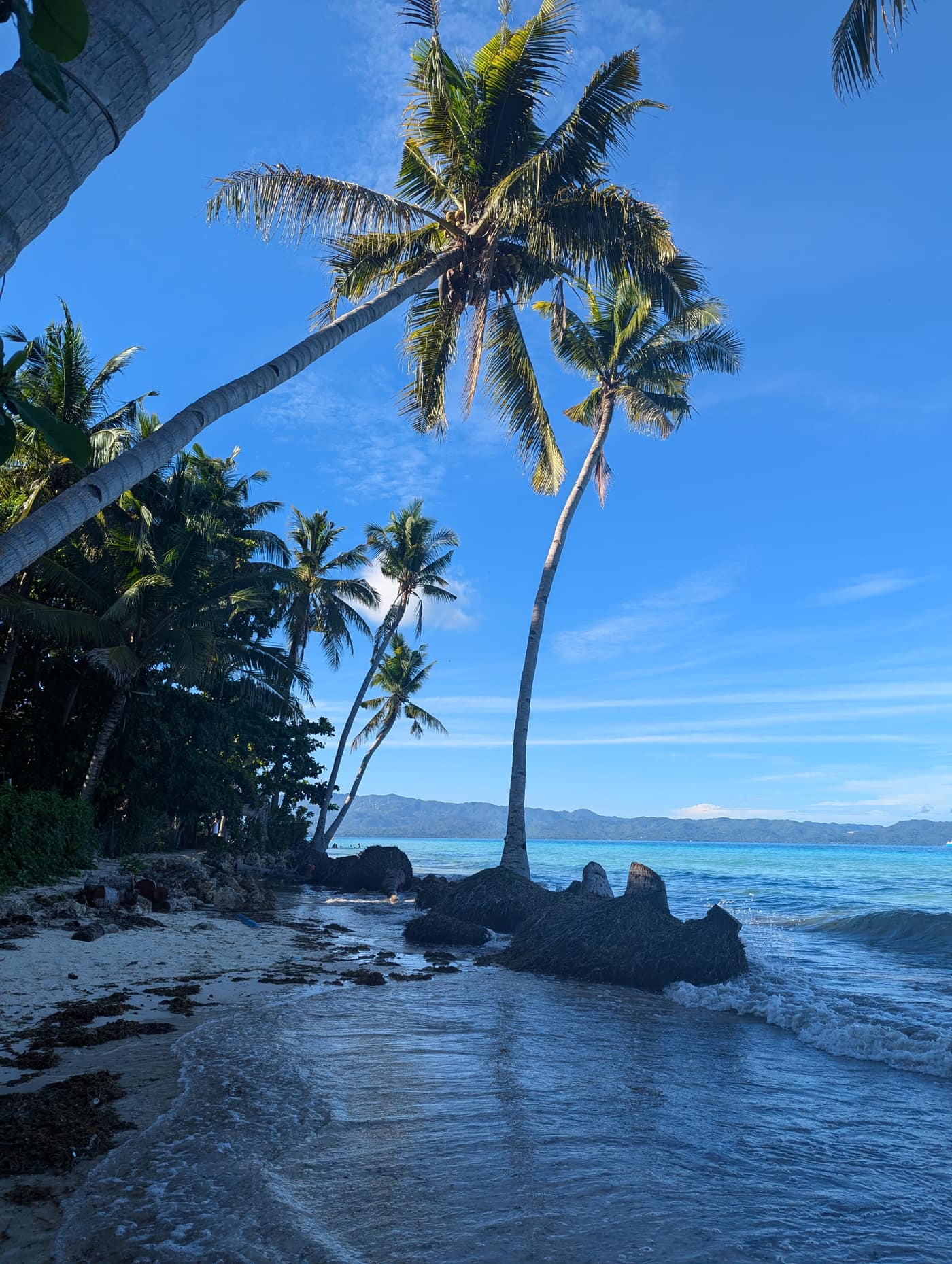 Stand-in photo of leaning coconut palms beside clear water. Not the resort.